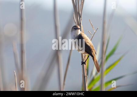 Petite Paruline de ruée (Bradypterus baboecala) au coucher du soleil sur des roseaux, Wilderness, Western Cape, Afrique du Sud Banque D'Images