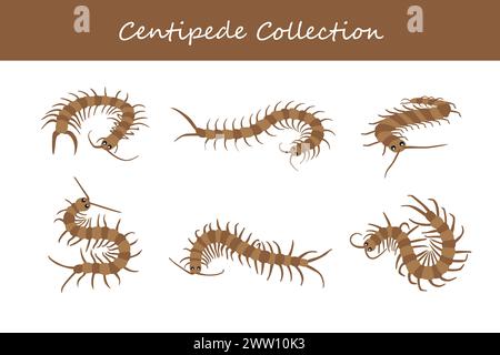 collection centipede. Illustration vectorielle. Isolé sur fond blanc. Illustration de Vecteur