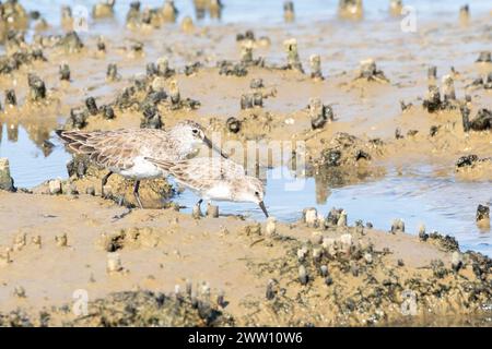 Petit passage (Calidris minuta) avec Curlew Sandpiper, Velddrif, Berg River estuaire, West Coast, Western Cape, Afrique du Sud Banque D'Images