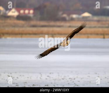 Aigle à queue blanche volant au-dessus des terres humides Banque D'Images