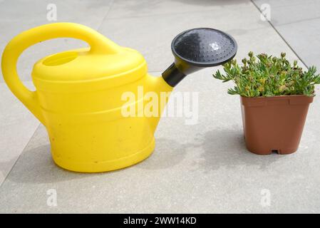 Hardy Midnight Flower stands à côté de l'arrosoir jaune - Hardy Plant Banque D'Images