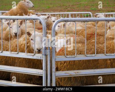 Mouton dans un enclos sur une ferme Banque D'Images