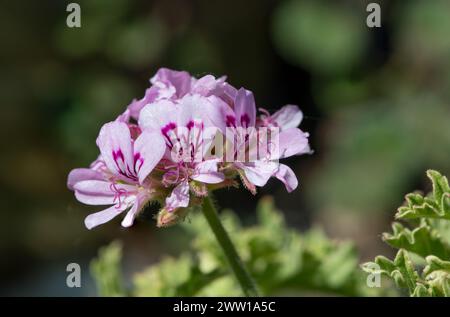 Plan macro de fleurs de géranium parfumé doux (pelargonium graveolens) en fleurs Banque D'Images