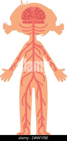 Le système nerveux humain. Structure de carrosserie. Anatomie de l'enfant Illustration de Vecteur