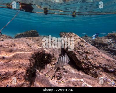 Le dascyllus (Dascyllus trimaculatus), connu sous le nom de domino damsel ou simplement domino, est une espèce de damégoïste de la famille des Pomacentridae und Banque D'Images