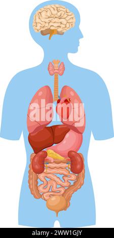 Organes internes humains. Illustration médicale. L'éducation anatomique Illustration de Vecteur