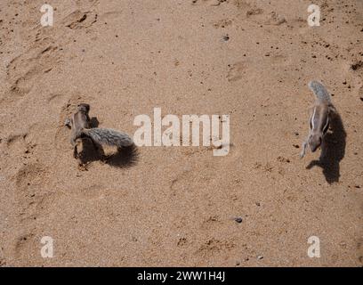 Chipmunkss jouant sur la plage de la Guirra, Paseo Marítimo, Caleta de Fuste, côte est de Fuerteventura, Antigua, Îles Canaries, Espagne Banque D'Images