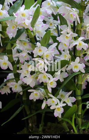 Orchidée, Dendrobium doux Yumi, Dendrobiinae, Orchidaceae. Dendrobium est un genre d'orchidées principalement épiphytes et lithophytes de la famille des Orchidaceae. Banque D'Images