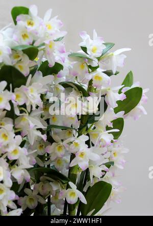 Orchidée, Dendrobium doux Yumi, Dendrobiinae, Orchidaceae. Dendrobium est un genre d'orchidées principalement épiphytes et lithophytes de la famille des Orchidaceae. Banque D'Images
