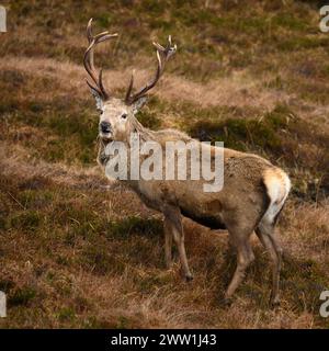 Cerf royal rouge ; île de Lewis et Harris, Hébrides extérieures, Écosse. Banque D'Images