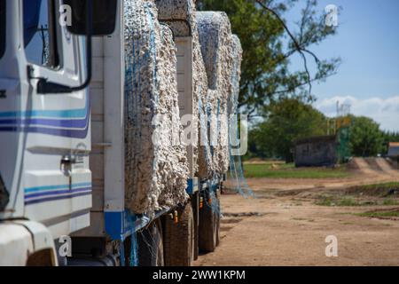 Production de coton prête à être expédiée aux usines par camions. Banque D'Images