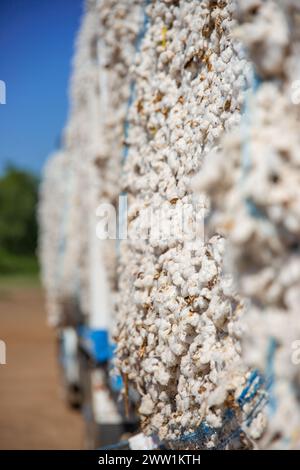 Production de coton prête à être expédiée aux usines par camions. Banque D'Images