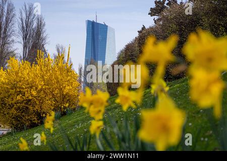 Frühlingsanfang an der Europäischen Zentralbank EZB Die Blumen am Mainufer nahe der Europäischen Zentralbank EZB blühen zum Frühlingsanfang. Frankfurt am main Mainufer Hessen Deutschland *** début du printemps à la Banque centrale européenne BCE les fleurs sur les rives du main près de la Banque centrale européenne BCE sont en fleurs au début du printemps Frankfurt am main Mainufer Hessen Allemagne 2024-03-20 FFM ezb fruehlingsanfang 01 Banque D'Images