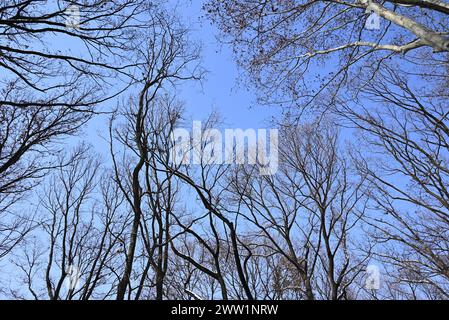 branches d'arbres dans la forêt contre ciel bleu en hiver Banque D'Images