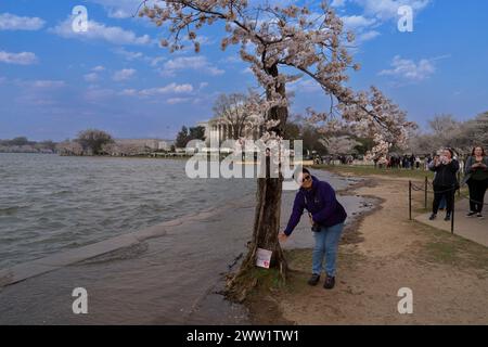 « Stumpy » le Cherry Blossom, vieux de 25 ans, devrait être abattu pour la revitalisation le long du Tidal Basin à Washington DC le 20 mars 2024 Banque D'Images