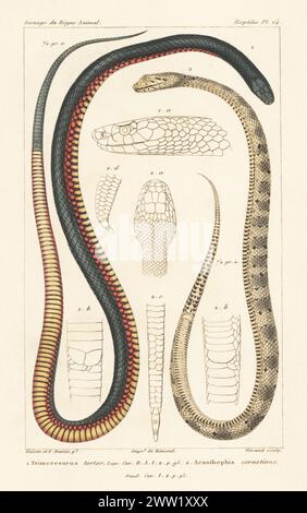 Serpent noir à ventre rouge, Pseudechis porphyriacus 1, et additionneur de mort commun, Acanthophis antarcticus 2. Trimeresurus tortor, Acanthophis cerastinus. Gravure sur cuivre à pointillés en couleur main par Eugène Giraud d’après une illustration de Felix-Edouard Guérin-Méneville et Edouard voyages de Guérin-Méneville de l’iconographie du règne animal de George Cuvier, iconographie du Royaume animal de George Cuvier, J. B. Baillière, Paris, 1829-1844. Banque D'Images