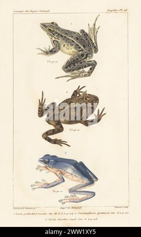 Grenouille brochette, Lithobates palustris 1, grenouille de Boie, Proceratophrys boiei 2, et grenouille à feuilles géantes, Phyllomedusa bicolor 3. Gravure sur cuivre à pointillés en couleur main par Eugène Giraud d’après une illustration de Felix-Edouard Guérin-Méneville et Edouard voyages de Guérin-Méneville de l’iconographie du règne animal de George Cuvier, iconographie du Royaume animal de George Cuvier, J. B. Baillière, Paris, 1829-1844. Banque D'Images