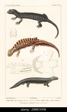 Salamandre alpine, Salamandra atra 1, triton à bandes australes, Ommatotriton vittatus 2 et Hellbender, Cryptobranchus alleganiensis 3. Gravure sur cuivre à pointillés en couleur main par Eugène Giraud d’après une illustration de Felix-Edouard Guérin-Méneville et Edouard voyages de Guérin-Méneville de l’iconographie du règne animal de George Cuvier, iconographie du Royaume animal de George Cuvier, J. B. Baillière, Paris, 1829-1844. Banque D'Images