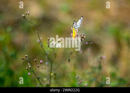 Papillon coloré assis sur les fleurs minuscules Ageratum ou Bluemink. Ageratum Blue Mink est un vison annuel facile à cultiver et vif avec une abondance de eye-catc Banque D'Images