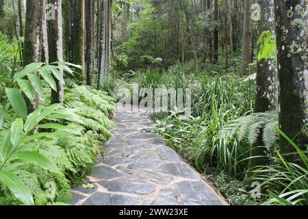 Sentier, plantes et arbres aux jardins botaniques de Tondoon à Gladstone, Queensland, Australie Banque D'Images