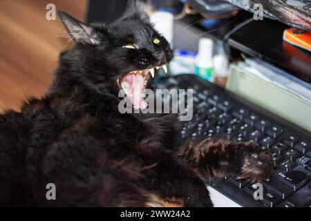 Chat impudent noir allongé sur le clavier de près Banque D'Images