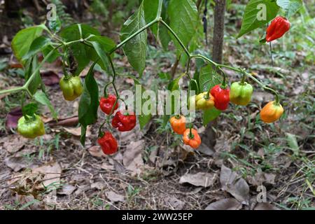Vue en grand angle d'une brindille de piment Capsicum chinense avec les piments mûrs suspendus et les mouches blanches infestées sur les feuilles Banque D'Images