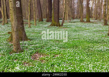 Buschwindröschen Anemonoides nemorosa in Blüte im Laskaer Auenwald, Ralbitz-Rosenthal, Saxe, Deutschland *** Anemone des bois Anemonoides nemorosa in b Banque D'Images