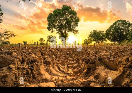 Labourage de la terre pour préparer la plantation de manioc au coucher du soleil. Concept de ferme et d'agriculture. Banque D'Images