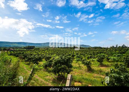 Manguiers à la ferme. Allée de manguiers sur midi de montagne avec beau fond de ciel bleu. verger, ferme, concept d'agriculture. Banque D'Images