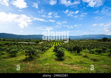 Manguiers à la ferme. Allée de manguiers sur midi de montagne avec beau fond de ciel bleu. verger, ferme, concept d'agriculture. Banque D'Images