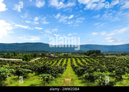 Manguiers à la ferme. Allée de manguiers sur midi de montagne avec beau fond de ciel bleu. verger, ferme, concept d'agriculture. Banque D'Images