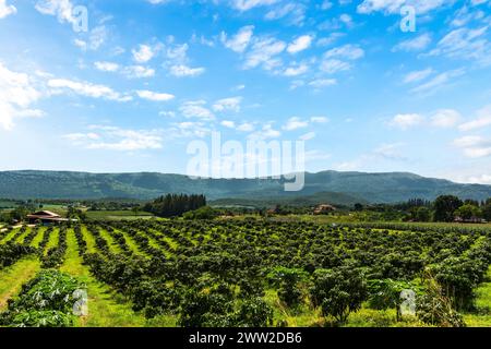 Manguiers à la ferme. Allée de manguiers sur midi de montagne avec beau fond de ciel bleu. verger, ferme, concept d'agriculture. Banque D'Images