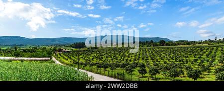 Manguiers à la ferme. Allée de manguiers sur midi de montagne avec beau fond de ciel bleu. verger, ferme, concept d'agriculture. Banque D'Images