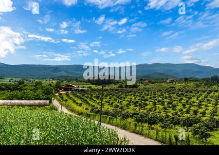 Manguiers à la ferme. Allée de manguiers sur midi de montagne avec beau fond de ciel bleu. verger, ferme, concept d'agriculture. Banque D'Images