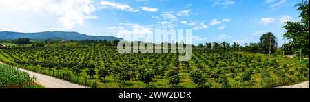 Manguiers à la ferme. Allée de manguiers sur midi de montagne avec beau fond de ciel bleu. verger, ferme, concept d'agriculture. Banque D'Images