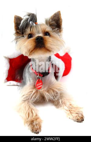 yorkshire terrier habillé en robe de noël isolé sur le fond blanc Banque D'Images