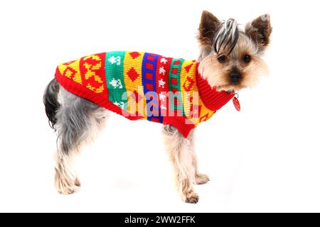 yorkshire terrier habillé en robe de noël isolé sur le fond blanc Banque D'Images