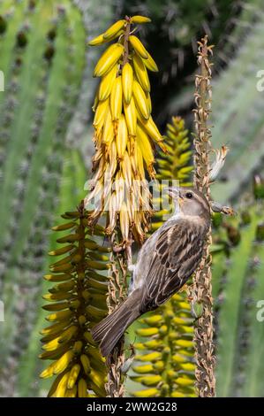 Maison moineau, passer domesticus, sur les fleurs jaunes de l'Aloe Vera, Fuerteventura, îles canaries, Espagne Banque D'Images