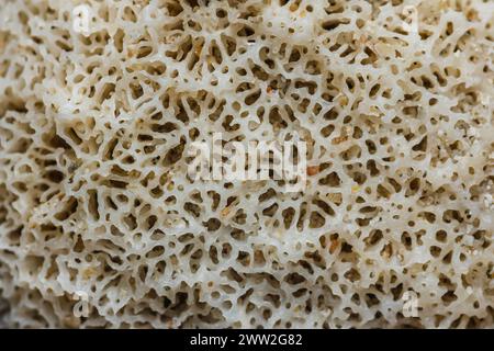 Gros plan texture corail sur la plage, photographie macro, concept environnemental, Thaïlande. Banque D'Images