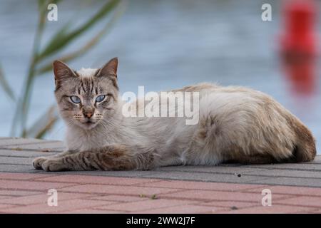 Chat errant dans la marina Guardamar del Segura. Espagne Banque D'Images