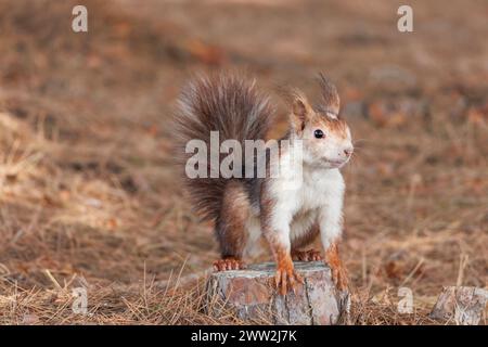 Écureuil roux (Sciurus vulgaris) sur souche et litière de pin dans le sous-bois du parc naturel Lagunas de la Mata y Torrevieja, Espagne Banque D'Images