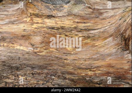 Plan détaillé montrant les lignes complexes et les couleurs d'une surface en bois. Banque D'Images