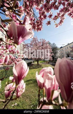 Frühlingsbeginn und blühende Mangnolienbäume am Salzburger Markartplatz à Salzbourg, Österreich am 20.03.2024. // début du printemps et floraison des mangnolia à la Markartplatz de Salzbourg, en Autriche, le 20 mars 2024. - 20240320 PD2031 crédit : APA-PictureDesk/Alamy Live News Banque D'Images