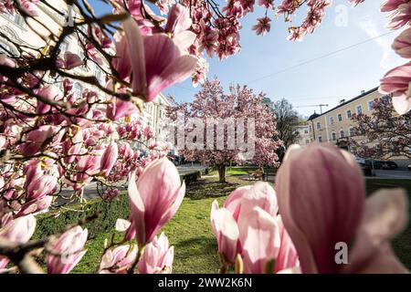 Frühlingsbeginn und blühende Mangnolienbäume am Salzburger Markartplatz à Salzbourg, Österreich am 20.03.2024. // début du printemps et floraison des mangnolia à la Markartplatz de Salzbourg, en Autriche, le 20 mars 2024. - 20240320 PD2033 crédit : APA-PictureDesk/Alamy Live News Banque D'Images