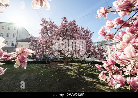 Frühlingsbeginn und blühende Mangnolienbäume am Salzburger Markartplatz à Salzbourg, Österreich am 20.03.2024. // début du printemps et floraison des mangnolia à la Markartplatz de Salzbourg, en Autriche, le 20 mars 2024. - 20240320 PD2029 crédit : APA-PictureDesk/Alamy Live News Banque D'Images