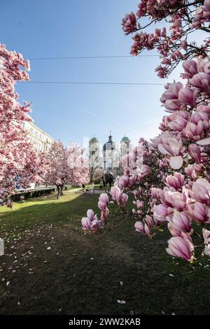 Frühlingsbeginn und blühende Mangnolienbäume am Salzburger Markartplatz à Salzbourg, Österreich am 20.03.2024. // début du printemps et floraison des mangnolia à la Markartplatz de Salzbourg, en Autriche, le 20 mars 2024. - 20240320 PD2009 crédit : APA-PictureDesk/Alamy Live News Banque D'Images