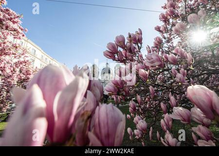 Frühlingsbeginn und blühende Mangnolienbäume am Salzburger Markartplatz à Salzbourg, Österreich am 20.03.2024. // début du printemps et floraison des mangnolia à la Markartplatz de Salzbourg, en Autriche, le 20 mars 2024. - 20240320 PD2012 crédit : APA-PictureDesk/Alamy Live News Banque D'Images