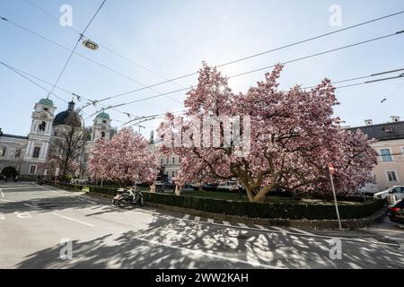 Frühlingsbeginn und blühende Mangnolienbäume am Salzburger Markartplatz à Salzbourg, Österreich am 20.03.2024. // début du printemps et floraison des mangnolia à la Markartplatz de Salzbourg, en Autriche, le 20 mars 2024. - 20240320 PD2037 crédit : APA-PictureDesk/Alamy Live News Banque D'Images