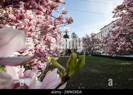 Frühlingsbeginn und blühende Mangnolienbäume am Salzburger Markartplatz à Salzbourg, Österreich am 20.03.2024. // début du printemps et floraison des mangnolia à la Markartplatz de Salzbourg, en Autriche, le 20 mars 2024. - 20240320 PD2005 crédit : APA-PictureDesk/Alamy Live News Banque D'Images