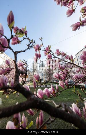 Frühlingsbeginn und blühende Mangnolienbäume am Salzburger Markartplatz à Salzbourg, Österreich am 20.03.2024. // début du printemps et floraison des mangnolia à la Markartplatz de Salzbourg, en Autriche, le 20 mars 2024. - 20240320 PD2035 crédit : APA-PictureDesk/Alamy Live News Banque D'Images